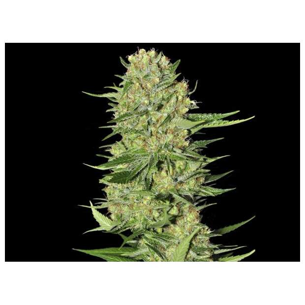 Eva Seeds Veneno 6 Stk feminisiert