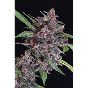 Exotic Seed Black Lemon Auto 5 Stk feminisiert
