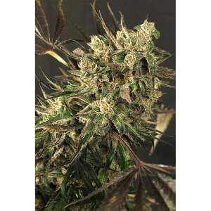 Exotic Seed Exotic Colours 3 pcs feminised