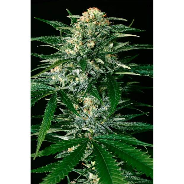 Exotic Seed Gypsy Widow 3 Stk feminisiert
