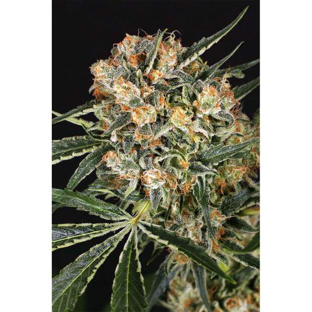 Exotic Seed Hippie Therapy CBD 5 pcs feminised