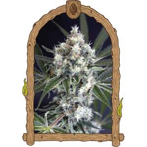 Exotic Seed Medxotic Pure CBD 3 pcs feminised