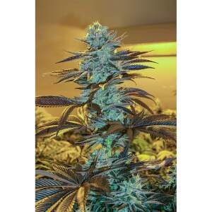 Exotic Seed Purple Monkey Auto 5 Stk feminisiert
