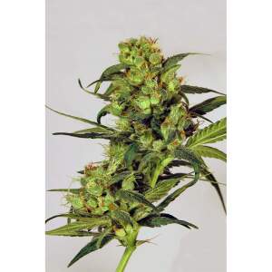 Exotic Seed Spicy Bitch 3 pcs feminised