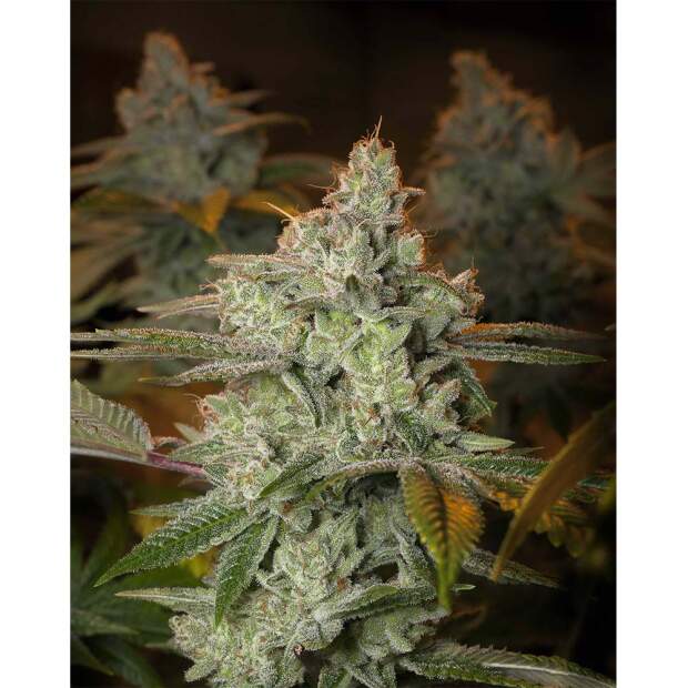 Expert Seeds Blueberry Glue 3 pcs feminised
