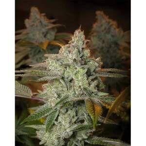 Expert Seeds Blueberry Glue 3 pcs feminised