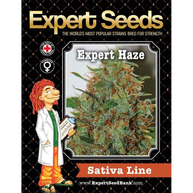 Expert Seeds Expert Haze 10 Stk feminisiert
