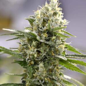 Expert Seeds Lemon Haze Auto 3 pcs feminised