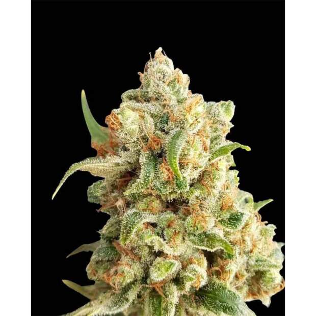 Expert Seeds New York Diesel Auto 3 Stk feminisiert