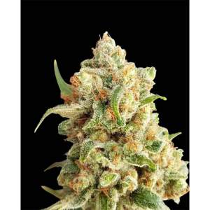 Expert Seeds New York Diesel Auto 3 Stk feminisiert