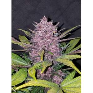 420 Fast Buds Blackberry Auto 3 Stk feminisiert
