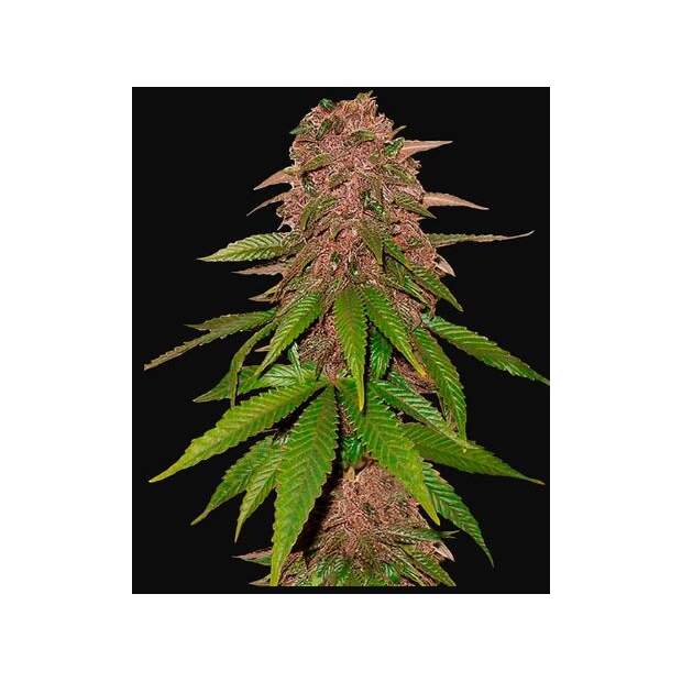 420 Fast Buds C4 Auto 3 pcs feminised