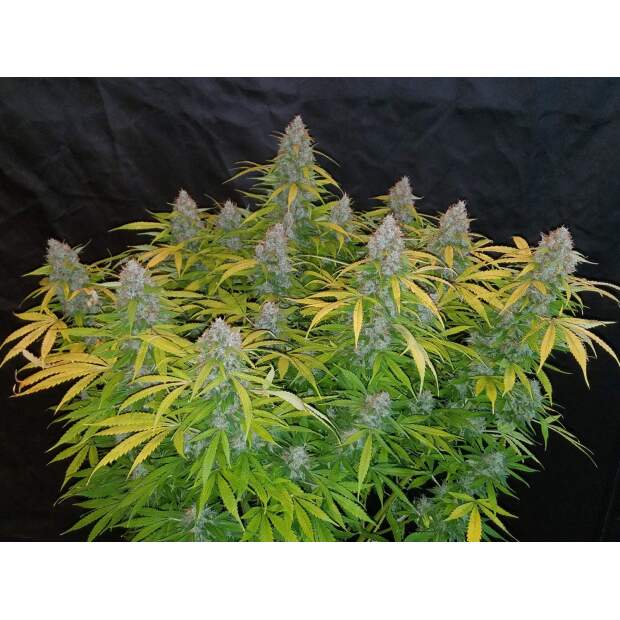 420 Fast Buds Californian Snow Auto 3 Stk feminisiert