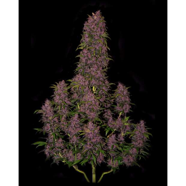 420 Fast Buds Crystal M.E.T.H. Auto 3 pcs feminised