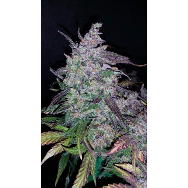 420 Fast Buds Fastberry Auto 5 pcs feminised