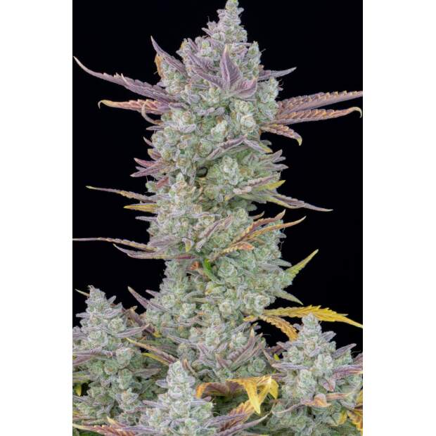 420 Fast Buds Gorilla Cookies Auto 3 pcs feminised