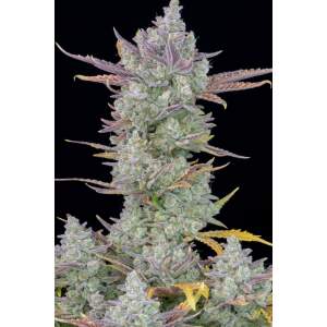 420 Fast Buds Gorilla Cookies Auto 3 Stk feminisiert