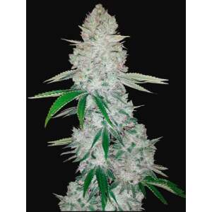 420 Fast Buds Gorilla Glue Auto 3 pcs feminised