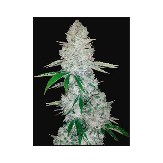 420 Fast Buds Gorilla Auto 10 Stk feminisiert