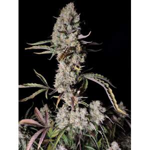 420 Fast Buds Gorilla Zkittlez Auto 3 Stk feminisiert