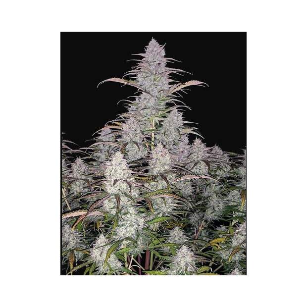 420 Fast Buds Green Crack Auto 5 Stk feminisiert