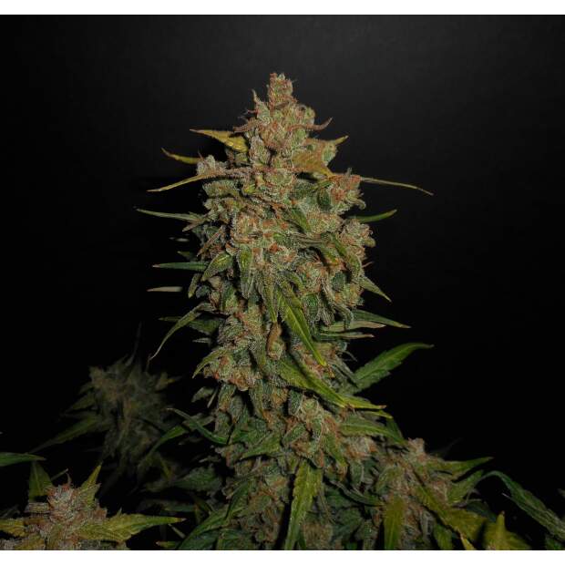 420 Fast Buds Lemon AK Auto 5 Stk feminisiert