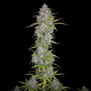 420 Fast Buds Orange Sherbet Auto 3 pcs feminised
