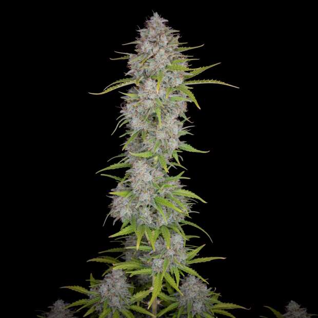 420 Fast Buds Orange Sherbet Auto 5 Stk feminisiert