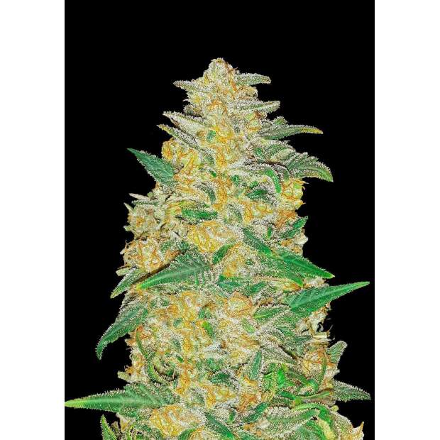 420 Fast Buds AK Auto 3 pcs feminised
