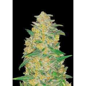 420 Fast Buds AK Auto 3 pcs feminised