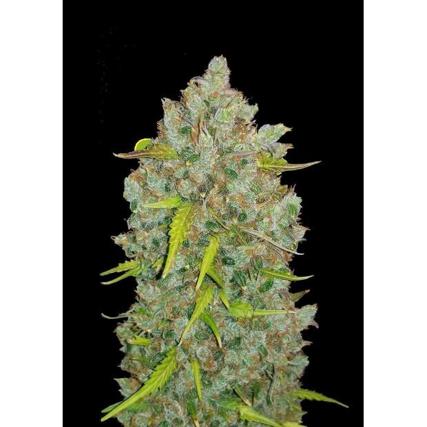 420 Fast Buds Bubblegum Auto 5 Stk feminisiert