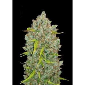 420 Fast Buds Bubblegum Auto 5 pcs feminised
