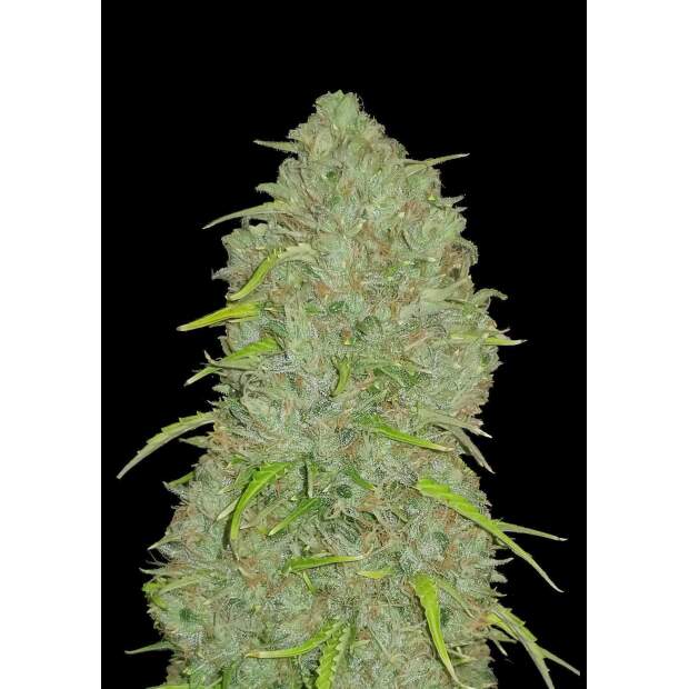420 Fast Buds Jack Herer Auto 5 pcs feminised