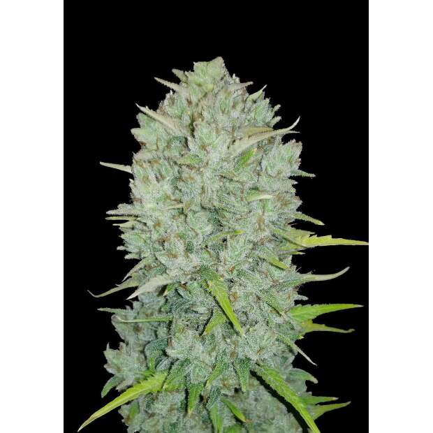 420 Fast Buds Northern Lights Auto 10 pcs feminised