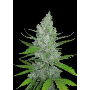 420 Fast Buds Sour Diesel Auto 3 pcs feminised