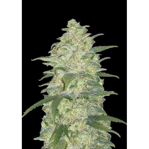 420 Fast Buds White Widow Auto 3 Stk feminisiert