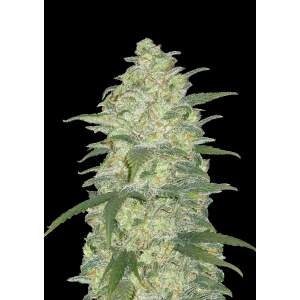 420 Fast Buds White Widow Auto 5 Stk feminisiert