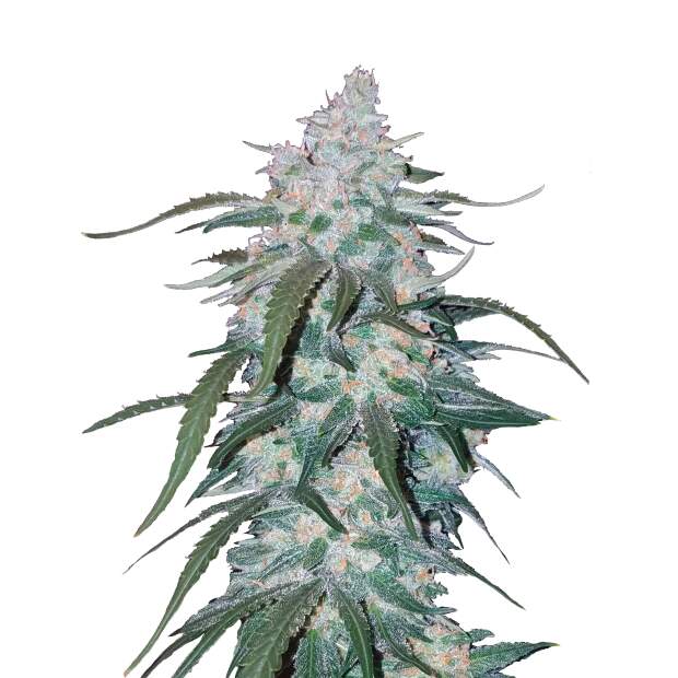 420 Fast Buds Pineapple Express 3 pcs feminised