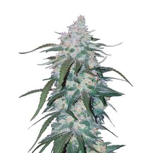 420 Fast Buds Pineapple Express Auto 5 Stk feminisiert