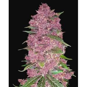 420 Fast Buds Purple Lemonade Auto 5 Stk feminisiert