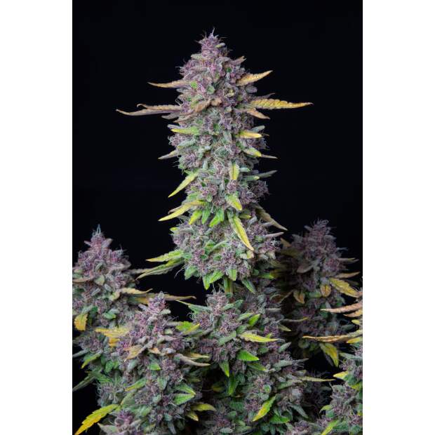 420 Fast Buds Purple Punch Auto 5 pcs feminised