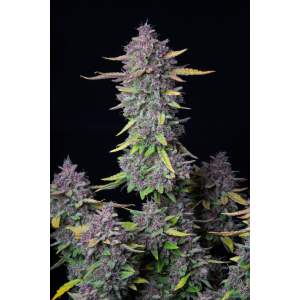 420 Fast Buds Purple Punch Auto 5 pcs feminised