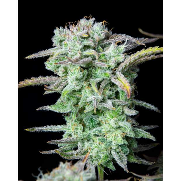 420 Fast Buds Strawberry Banana Auto 5 Stk feminisiert