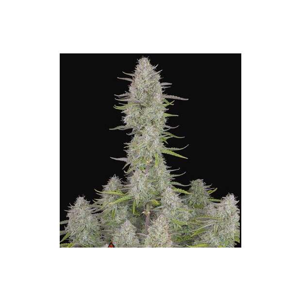 420 Fast Buds Wedding Cheesecake Auto 3 Stk feminisiert