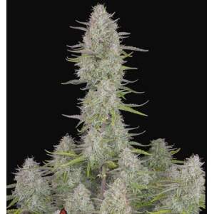420 Fast Buds Wedding Cheesecake Auto 5 Stk feminisiert