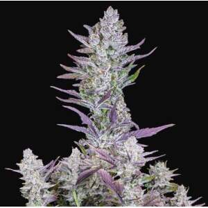 420 Fast Buds Wedding Glue Auto 3 pcs feminised