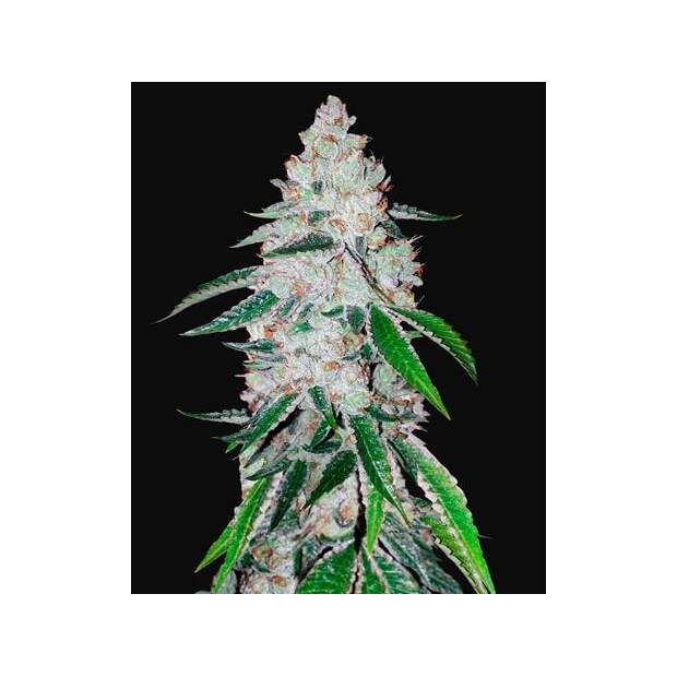 420 Fast Buds West Coast O.G. Auto 10 Stk feminisiert
