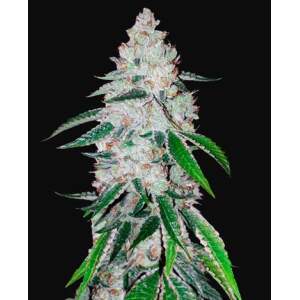 420 Fast Buds West Coast O.G. Auto 10 Stk feminisiert