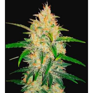 420 Fast Buds Zkittlez Auto 5 pcs feminised