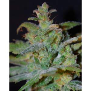 Female Seeds Auto AK 4 Stk feminisiert